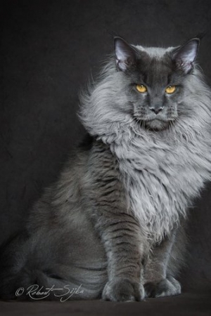 Koty Maine Coon sfotografowane niczym mityczne bestie