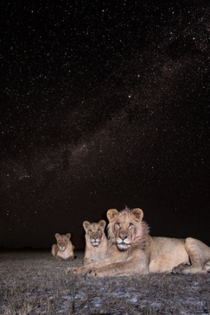 Nocne życie dzikich zwierzęt na tle rozgwieżdżonego nieba, czyli Will Burrard-Lucas i jego foto-pułapki
