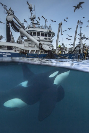 Fotografie finalistów Wildlife Photographer of the Year 2016 pokazują zachwycające piękno przyrody