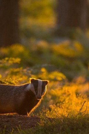 Prezentujmy wam zwycięskie zdjęcia konkursu British Wildlife Photography Awards 2016