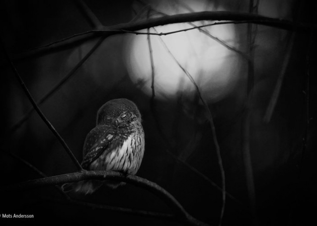 Poznaliśmy zwycięzców konkursu Wildlife Photographer of the Year 2016