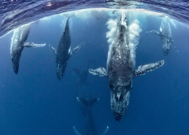 Zobaczcie najlepsze zdjęcia konkursu GDT European Wildlife Photographer of the Year 2016