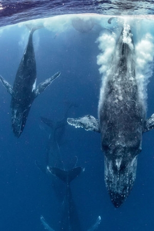 Zobaczcie najlepsze zdjęcia konkursu GDT European Wildlife Photographer of the Year 2016