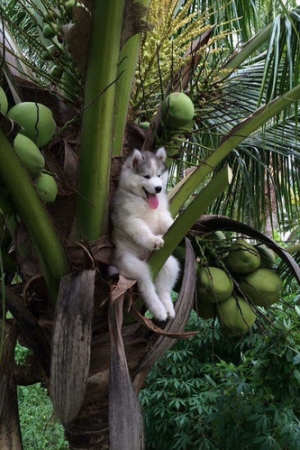 Ten Husky utknął na palmie. Komiczne zdjęcie rozpoczęło photoshopową bitwę