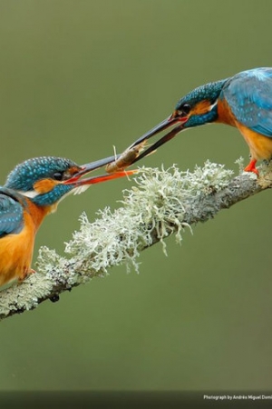 Fotografie natury, która nie przestaje zachwycać. Oto finałowe prace konkursu National Geographic Nature Photographer of the Year 2016