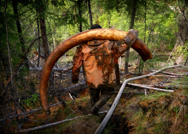 Fotograf spędził 3 tygodnie z kłusownikami... mamutów