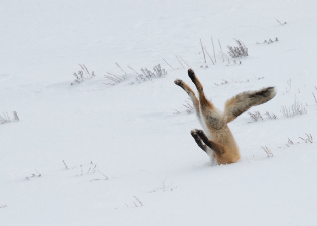 Wyłoniono zwycięzców konkursu Comedy Wildlife Photography Awards 2016