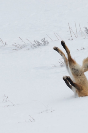 Wyłoniono zwycięzców konkursu Comedy Wildlife Photography Awards 2016