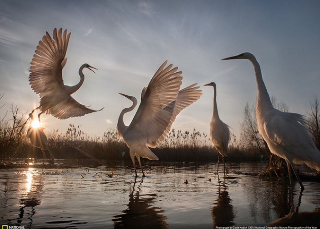 Poznaliśmy zwycięzców konkursu National Geographic Nature Photographer of the Year 2016