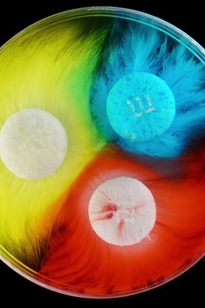 Cukierki M&M's tworzą majestatyczne strumienie koloru